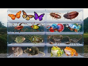 I am hunting for insects in the garden I found a Shield Bug, Madagascar Cockcroach, Butterfly, Rat