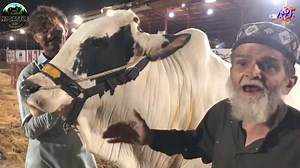 3.3K views · 73 reactions | SATURDAY NIGHT CHACHA  Ny Kare Full Masti   HANS HANS K PAIT MA DARD  Ye Tar Tar Tar Kiya Hai Bhai  Tar Tar CHACHA Ny Karaya Full Enjoy  NJ CATTLE AND GOAT FARM Per Sehri Ki Dawat CHACHA ON FIRE  #Njcattleandgoatfarm #shauqeen.pk #CoC #CoCmembers #dalfa | Karachi Sohrab Goth Cow Mandi-Bakra Eid In Pakistan | Facebook