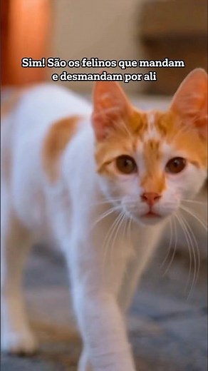 ISTANBUL CATS: More than 300,000 felines live on the city's streets