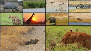 african wild animals montage composition collage 4k lion giraffe leopard crocodile rhino zebras antelope elephant hyenas
