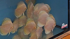 3.6K views · 138 reactions | Albino platinum and albino white butterfly | Chens Discus UK | Facebook