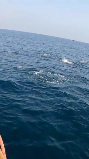 Boils Everywhere! Epic Yellowtail Boil while Fishing Surface Irons! Tady Lures Opsin Fluorocarbon BD Outdoors #yellowtail #yellowtailfishing #DirtyHookers #Fishing #Surface #SurfaceIrons | Raysharifi