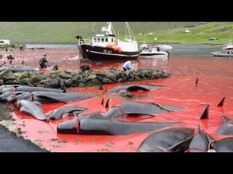 Gruesome whale hunts in Faroe Islands exposed by activists
