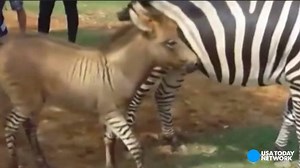 This baby zebrass (half-zebra, half-donkey) was born in China and is one of just a few of its kind in the whole world. | WBIR Channel 10