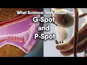Male and Female Anatomy: G-Spot & P-Spot Explained