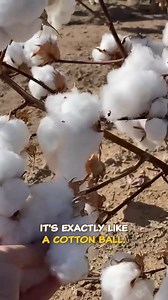 455K views · 20K reactions | Cotton Farming! | Laura Farms | Facebook