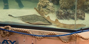 Stingray that got pregnant despite no male companion has died, aquarium says