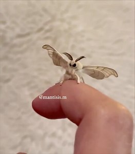 Can everybody just Please look at this domestic silk moth | Animal and Nature Lovers