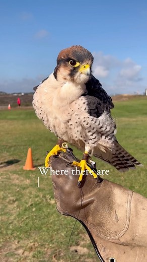 29 reactions | Tandem parahawking & falconry experiences at the Torrey Pines Gliderport #flytorrey #torreypinesgliderport #sandiego #sandiegolife #sandiegoblogger #lajolla #paragliding #falconry #falconrylife #falconryexperience #sandiegocalifornia | Torrey Pines Gliderport | Facebook