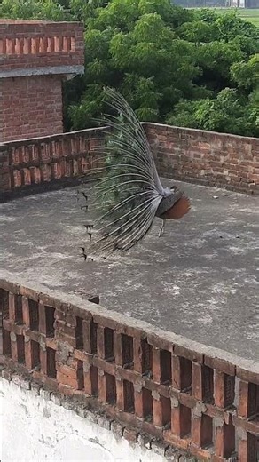 peacock dance#peacock mating voice#peacock on my terrace #you tube short