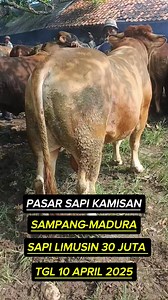 4.4K views · 21 reactions | Sapi limosin jumbo 30 juta pasar sapi ketapang sampang #cow #cows #sapi #pasarsapi #ternaksapi #pasarsapijawatimur | Ajiez Bholank | Facebook