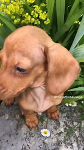 Peanut is finding the perks of siting for photos lip smacking tastic! Happy tongue out Tuesday 󾌫 #mayathesausage | Maya the Sausage