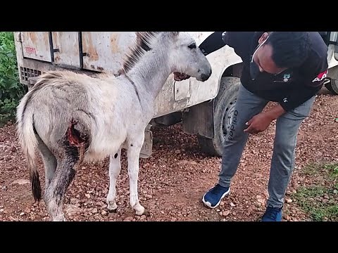 Suffering in silence, badly wounded young donkey's rescue and healing.