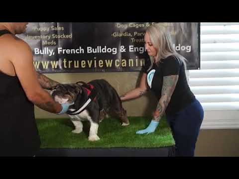 How to collect pull semen breeding English bulldog male stud