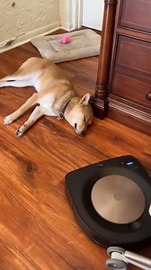 This dog is me 😂 | Metro