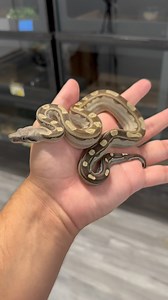 The perfect motley 🙂 @epicmorph #amazing #boas #reptiles #snake #wow #epic #boasofinstagram #breeding | EpicMorph