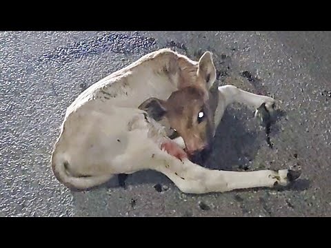 Abandoned, unable to stand, in the cold and dark alone...injured bull calf rescued.