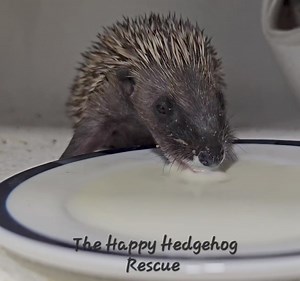 A plus student learning to lap her milk replacer. Did you know hedgehogs are lactose intolerant and can't drink cow's milk. #hedgehogs #rescue #rehabilitation | The Happy Hedgehog Rescue Yateley