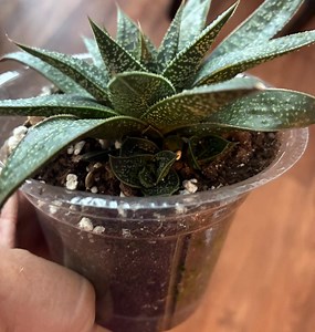 Gasteria Flow in a Three Inch Pot - Etsy