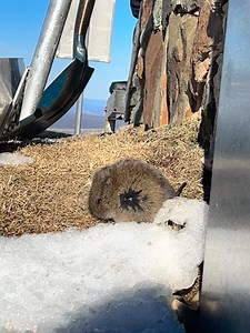 Mt Hotham Alpine Resort on Reels