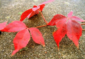 7 Minute Progressive Muscle Relaxation Exercise-Stress Management