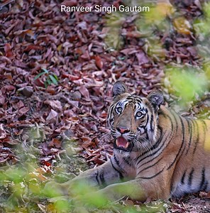2K views · 335 reactions | Bhivsandev Male sub adult tiger from Somnath zone TATR Picture by Ranveer Singh Gautam | The Jungle - Safari & Stay | Facebook