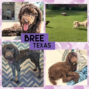 UPDATE: Bree-Texas has been adopted❣️ ◼◼◼◼◼◼◼ Meet Beautiful Bree-Texas, a 10 month old female 28 lb. Standard Poodle puppy, who is in an IDOG foster home near Dallas, Texas! Bree- TX can be described as: 👋🏻 Friendly 🎾 Playful 😘 Affectionate 💡 Smart 😘 Energetic ‼️We do allow out of state adoptions but you MUST be willing to travel to the foster home in a short period of time after being approved to adopt ‼️ *INQUIRIES SENT THROUGH PETFINDER WILL NOT BE ANSWERED AS WE DO NOT HAVE THE MANPOW