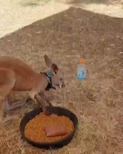 When an Australian kangaroo meets a Texas squirrel with attitude! CAPTION THIS! Video courtesy of Christina | San Antonio Zoo