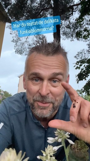 7.7K views · 110 reactions | Jag njuter av funkians blommor, otroligt delikata#funkia #hosta | Farbror Grön | Facebook