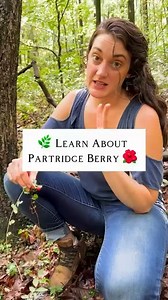 🌿 Partridge berry, with its beautiful red fruits, has been traditionally used to support women's health, including: * Easing menstrual cramps * Providing relief from hot flashes Just a note: this plant is on the list of United Plant Savers’ at-risk plants so it’s important to be ginger with your foraging of this plant if it isn't abundant in your area. #partridgeberry #medicinalherbs #herbalism | Cameron Strouss