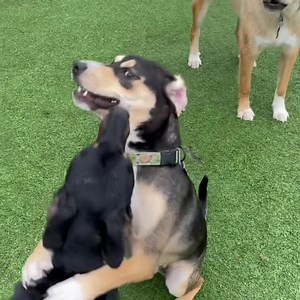 Milo and Apollo 🥰🐶 #pupsatplaylivingston #livingstonnj #dogsofnj #dogsofinstagram #cutedogs #happydogs #doglovers #allsmiles #funtimes #followformore | Pups at Play - Livingston, NJ
