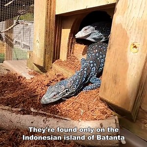 Visited Tom & His Beautiful Tree Monitors | Kamp Kenan