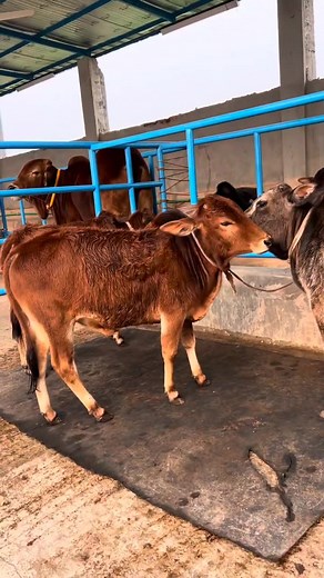 Little miniature cow #minicow #dwarf | All gorur haats of Bangladesh