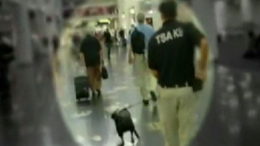 Airport Security: Bomb-Sniffing Dogs Report