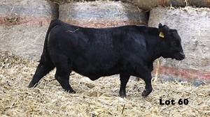 Lot 60: Voss Angus - Annual Angus Bull & Female Sale