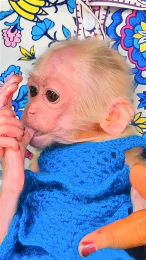 3.7K views · 95 reactions | Grooming Baby Monkey Lucy Softly After Rescue Shows Innocence Growing Again  #Monkeyreels #BabyMonkeyLucy #cutebaby | Monkey TV168 | Facebook