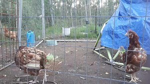 5K views · 145 reactions | Elise and Amelia are back from the vets sporting bald magoos ;) They'll be in an integration pen for a couple of weeks before joining the Legends flock. A massive thanks to the talented surgeon and staff, and to Jennie for transporting them home today. Thankyou to all who donated xxx https://donorbox.org/let-the-ladies-go-surgery-fundraiser-2-2?fbclid=IwAR0Q7v3c21Bbf0eAg07J9FtLhCVnFY71broW1rKdvh2n4r_2ALcWWf1xT10 | Let The Ladies Go | Facebook