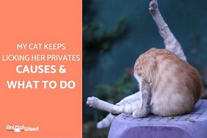 My Cat Keeps Licking Her Private Area - Why and What to Do