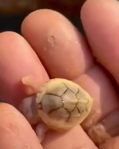 Circula en la red... Algo increíble, pero CIERTO. Esta tortuga tiene una anormalidad llamada ciclopía, ciclocefalia o sinoftalmia. Es producida por un error en la separación y migración de las células de la cabeza de los embriones, mismas que quedan apiladas en la misma zona (o zonas adyacentes) y producen que las estructuras que deberían formarse de manera bilateral aparezcan o muy juntas o, como en el caso de esta tortuga, en la región medial. Esta deformación es relativamente normal y podemos