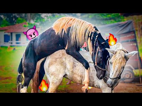 CAVALO CRUZANDO COM ÉGUA - EMBAIXADOR E BAILARINA 😈🐴