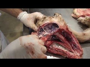 9.The necropsy procedure: brain removal and examination