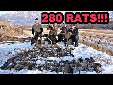 New Ratting RECORD!!!