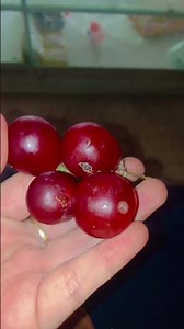 grepe#shots #tranding