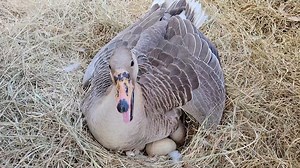 16 reactions | Brown Chinese Geese. More Goslings arriving soon. Make a Donation of $100 and gets you a baby Gosling $150 gets you two. Of course at just days old we will won't no sex yet. These particular Geese produce 40-100 eggs a year. They originate from China. They are so beautiful and friendly as adults. | Odessa Animal Sanctuary, Inc. 501c3 Non-Profit Organization | Facebook