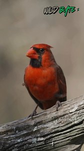 3.3K views · 85 reactions | Why are Northern Cardinal feathers so important? #NorthernCardinal #BirdFeathers #RedPlumage #BirdFacts #WildlifeEducation #NatureExplained #BirdBehavior #AnimalAdaptations #FeatherScience #NatureSecrets #WhyAnimals #WildlifeCuriosity #BirdWatching | WildByte | Facebook
