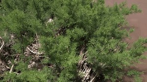 Kleine Sträucher bewegen sich sehr stark: Stockvideos & Filmmaterial (100 % lizenzfrei) 3953373381 | Shutterstock