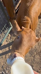 Ruby sue! | Ima Survivor Donkey and Farm Animal Sanctuary