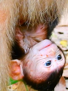 32K views · 466 reactions | Oh No Poor Astro got many red spots on his face, Maybe grandma Bonita bite him #beautiful #monkeydluffy #monkeycute #babymonkey #monkeyface #lovely #monkey #cute #animals #animalsbaby #poormonkey #monkeycry #funny #funnyvideo #cuteanimals | Monkey TV7 | Facebook