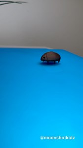 DIY “Bug robot”. Easy and fun 3D printing project for beginners. I designed it in Tinkercad and printed it with Bambu Lab 3D A1 Mini 3D printer.You will need: Mini vibrating motor, Button battery 1.5v, Conductive copper tape, Metallic PLA filament (#Bambulab) Warning: this project should be done under adult supervision. #3d #3dprinting #STEMeducation #stemforkids #stemlearning #stemtoys #makersgonnamake | Moonshotkidz