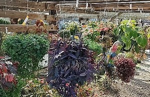 We have lots of hanging baskets! We have both sun and shade options. Come explore our selection... #plant #plants #planta #plantas #plantsmakepeoplehappy #plantsofinstagram #plantshop #houstontx #houstoncity #houstonlife #htx #localhouston #houstonbusiness | Maas Nursery